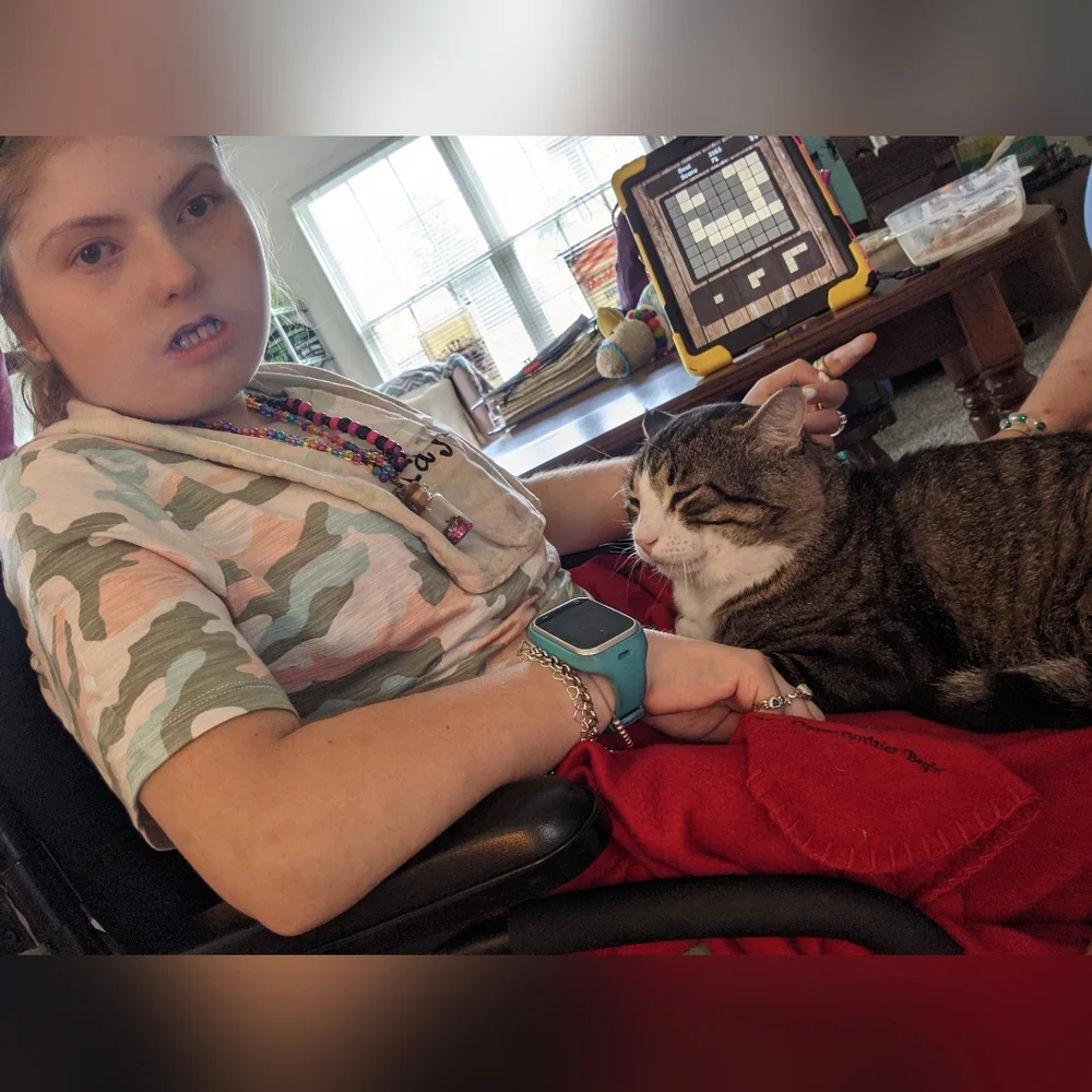 Losing your Cat Comfort Pet Companion
